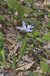 Dwarf crested iris